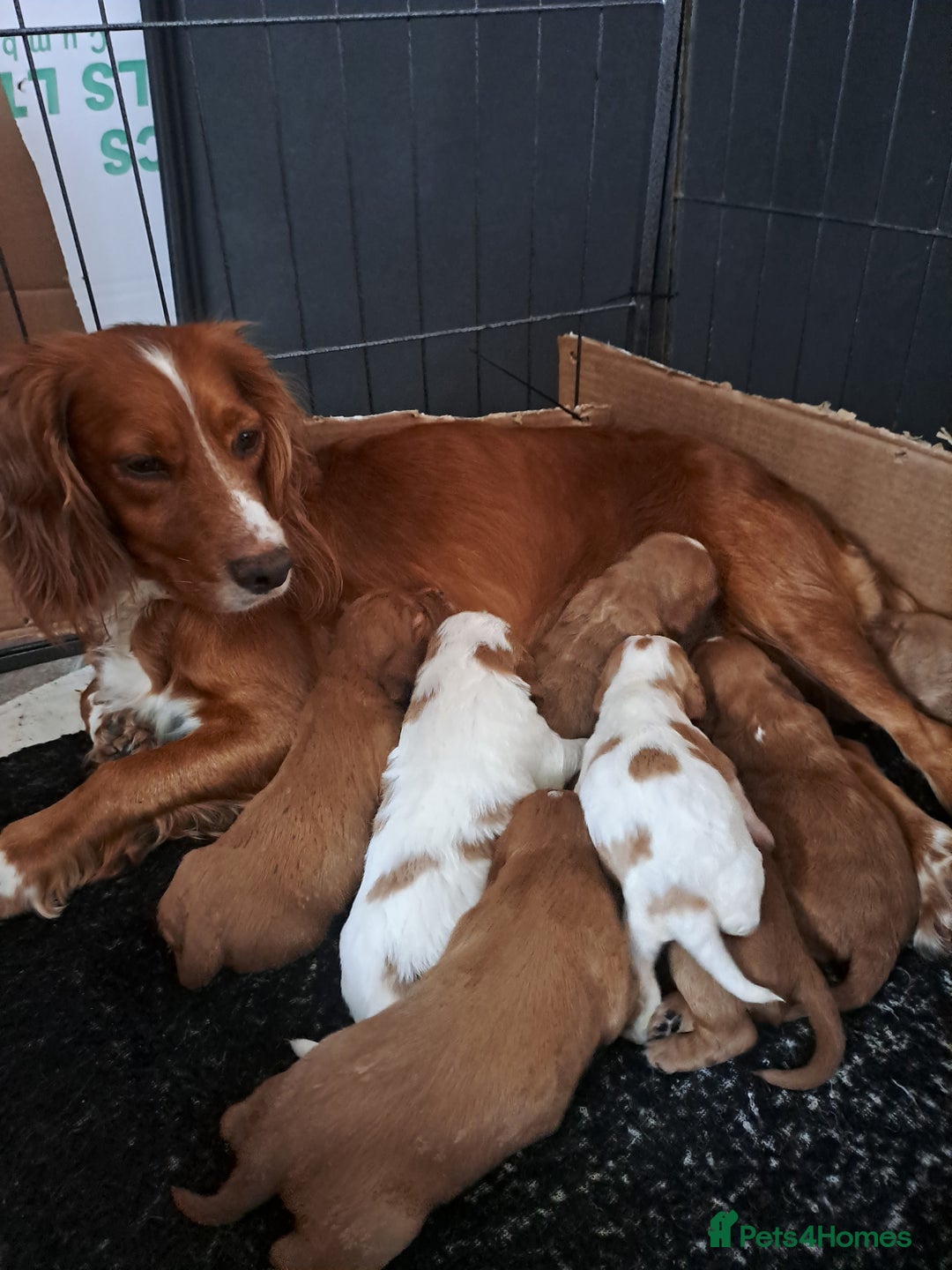 Cockalier dogs for sale: Cockerliers  health tested parents  - Image 25