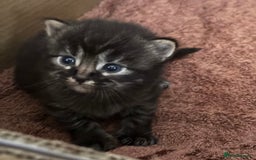 Mixed Breed cats for sale: 3 male fluffy kittens for sale - Image 6
