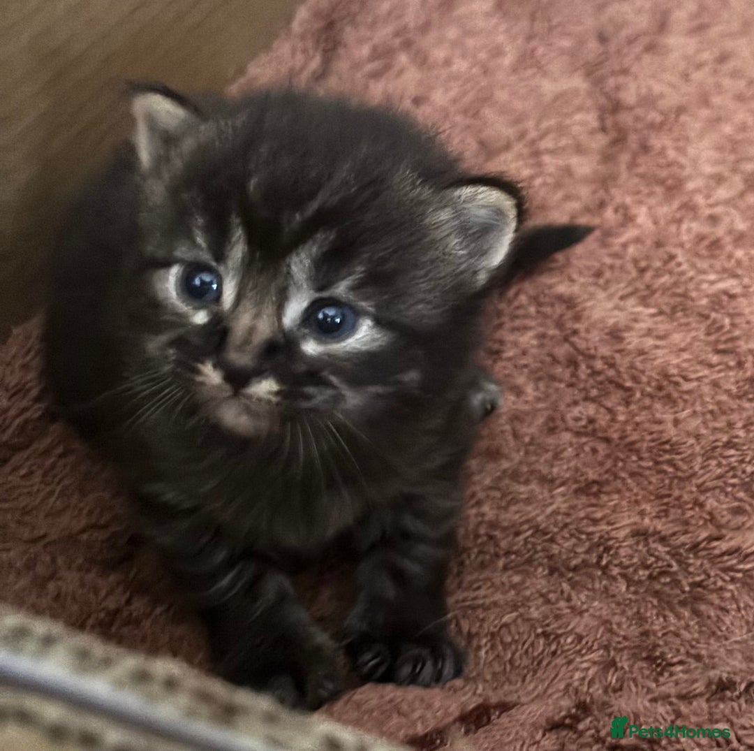 Mixed Breed cats for sale: 3 male fluffy kittens for sale - Image 6