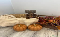 Miniature Dachshund dogs for sale: Beautiful miniature dachshund puppies  - Image 24