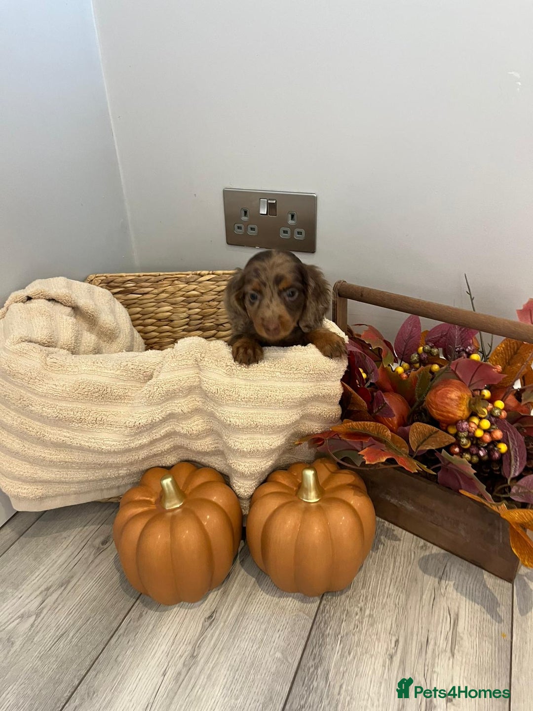Miniature Dachshund dogs for sale: Beautiful miniature dachshund puppies  - Image 24