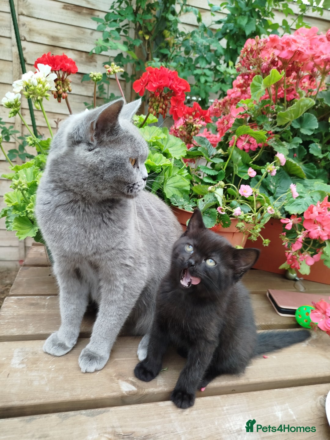 British Shorthair cats for sale: Beautiful kittens  - Image 7