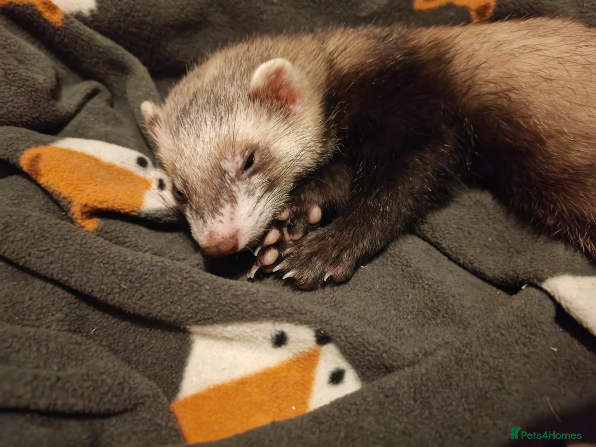 Ferret rodents Ferret  - Advert 1