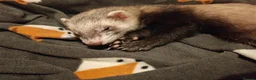 Ferret rodents for sale: Ferret  in Coventry - Advert 1