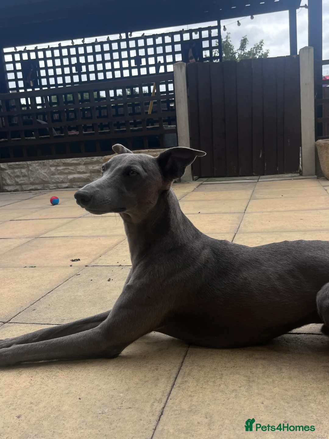 Whippet dogs for sale: Blue male whippet  - Advert 4
