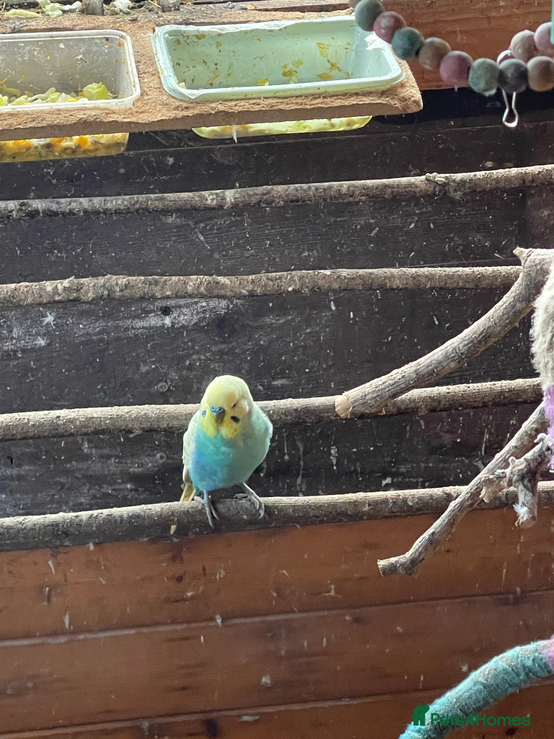 Budgerigars birds for sale: Budgies for sale - Advert 6