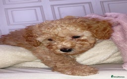 Cavapoo dogs for sale: 2 gorgeous boy cavapoos🐾 - Image 10