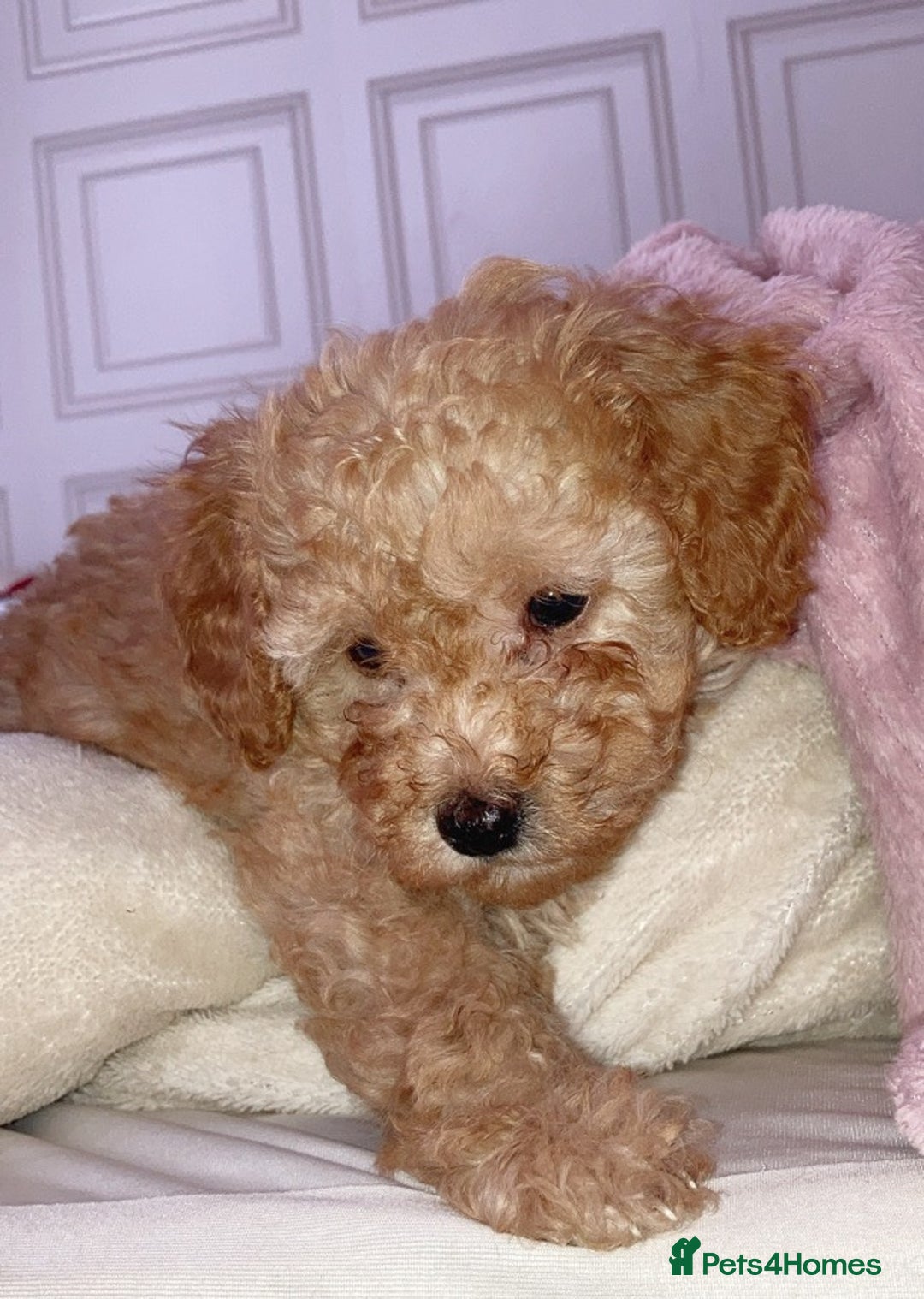 Cavapoo dogs for sale: 2 gorgeous boy cavapoos🐾 - Image 10