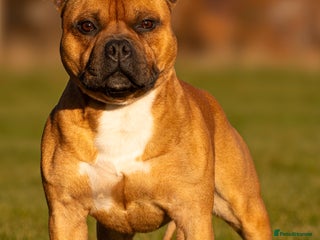 Staffordshire Bull Terrier dogs 🥨 Crufts Qualified Red SBT Stud 🥨 - Advert 2