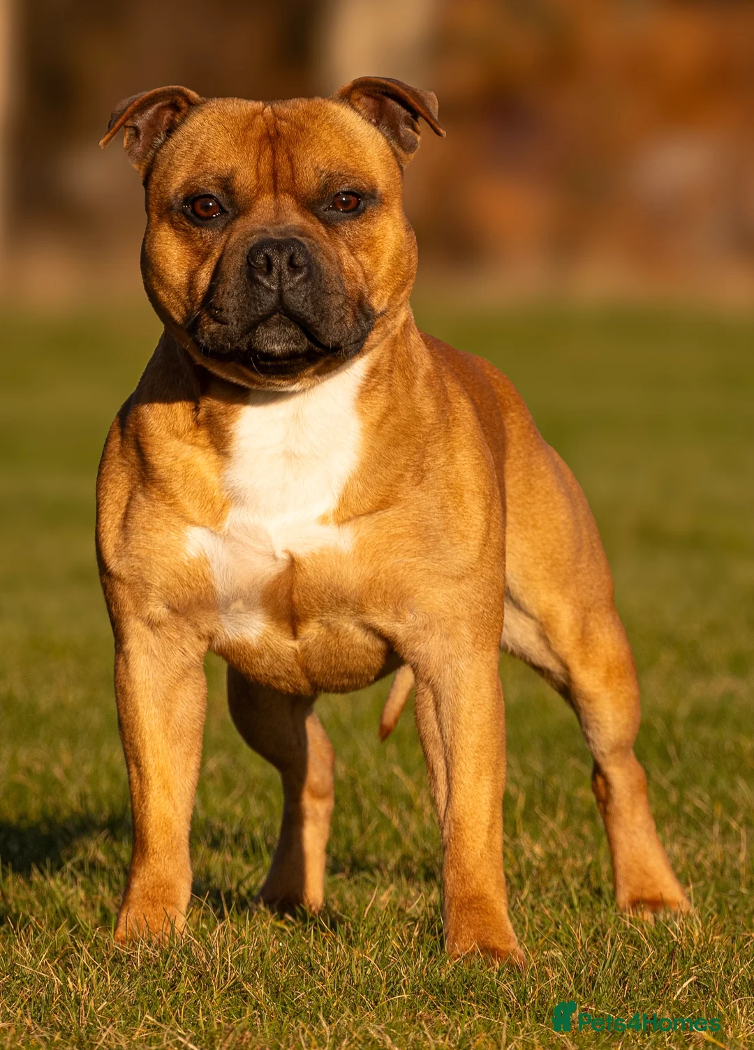 Staffordshire Bull Terrier dogs for stud: 🥨 Crufts Qualified Red SBT Stud 🥨 - Advert 3