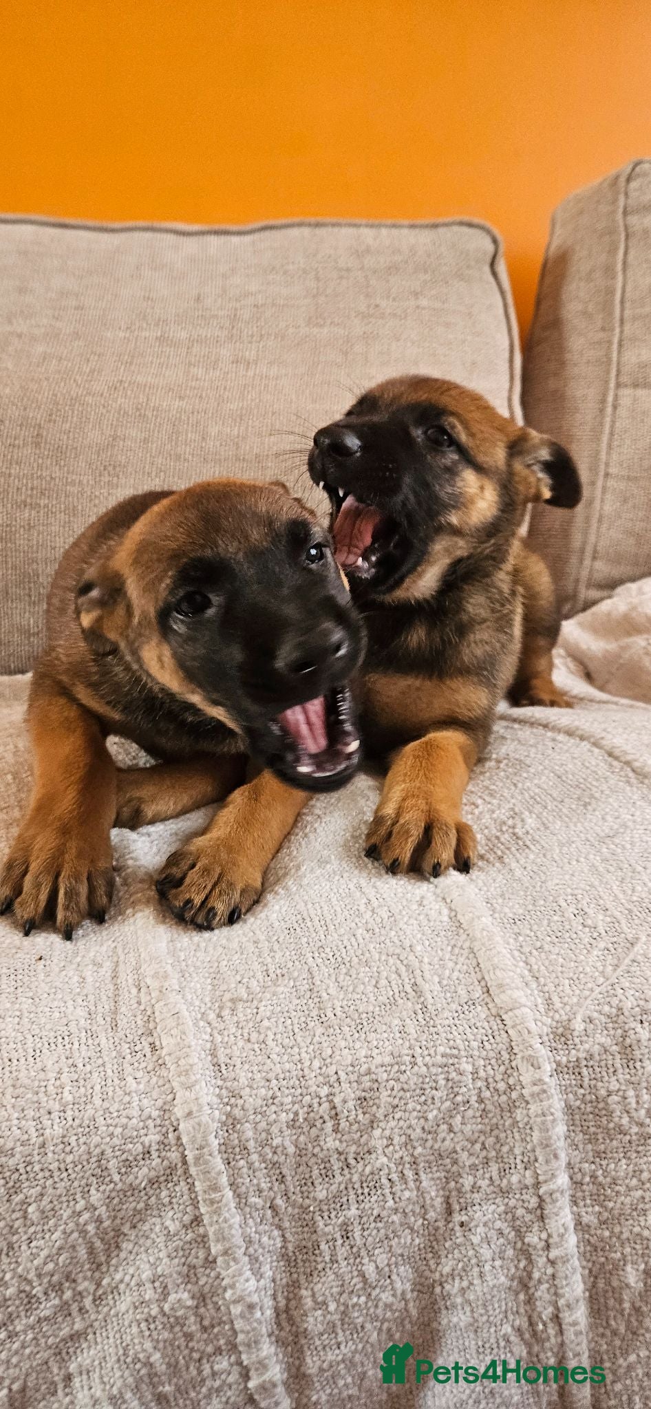 Belgian Shepherd Dog dogs Female BRN Dutch Herder Puppies - Advert 9