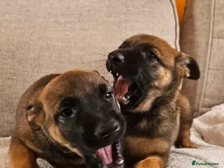 Belgian Shepherd Dog dogs Female BRN Dutch Herder Puppies - Advert 4