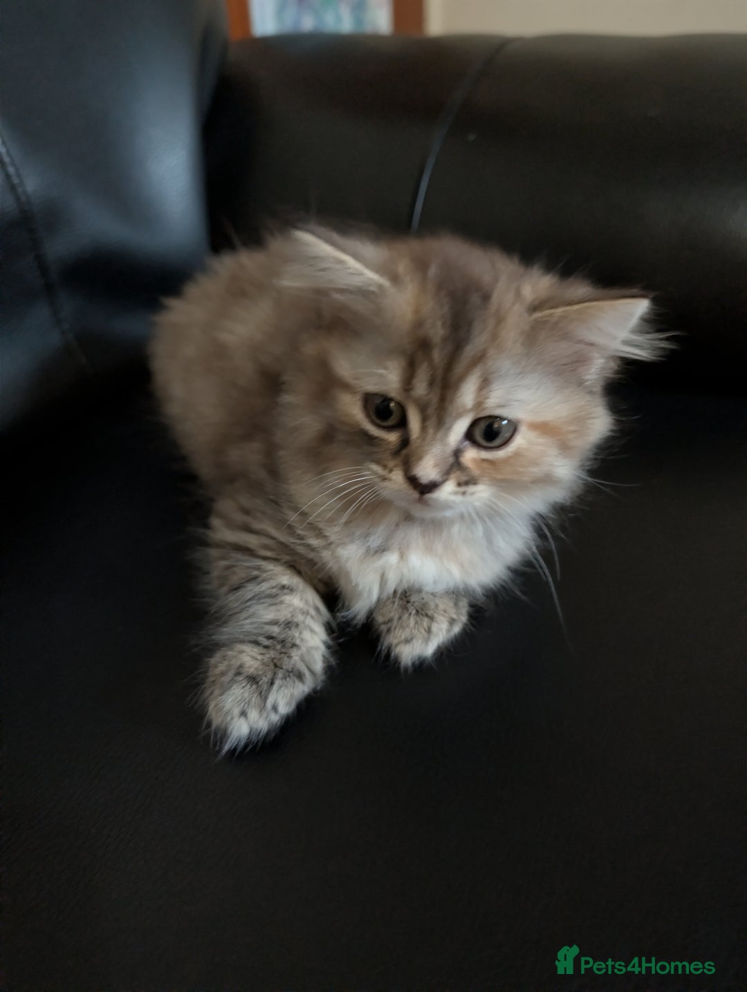 Mixed Breed cats for sale: Fluffy British Shorthair Mix Female Kitten  - Image 4