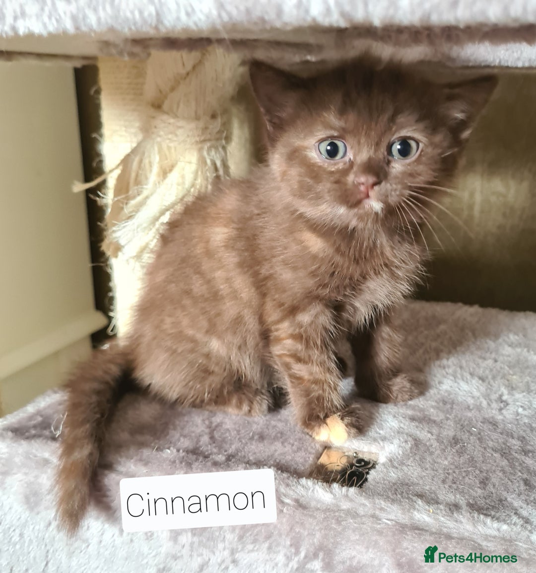British Shorthair cats for sale: Beautiful British shorthair kittens - Image 1