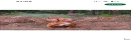 Cocker Spaniel dogs for sale: Four Gorgeous Male Working Cocker Spaniel Puppies  - Advert 6