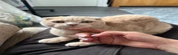 Scottish Fold cats for sale: 😻CREAM COLOUR BOY 😻 SCOTTISH FOLD - Advert 2