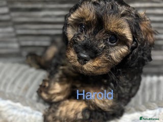 Cavapoo dogs - Advert 3