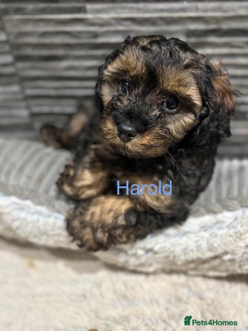 Cavapoo dogs - Advert 2