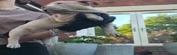 American Bully dogs for sale: Exclusive American Bully Pocket Premium Line - Advert 5