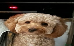 Cockapoo dogs for sale: Hello, future best friend! My name is Lucky! - Image 8
