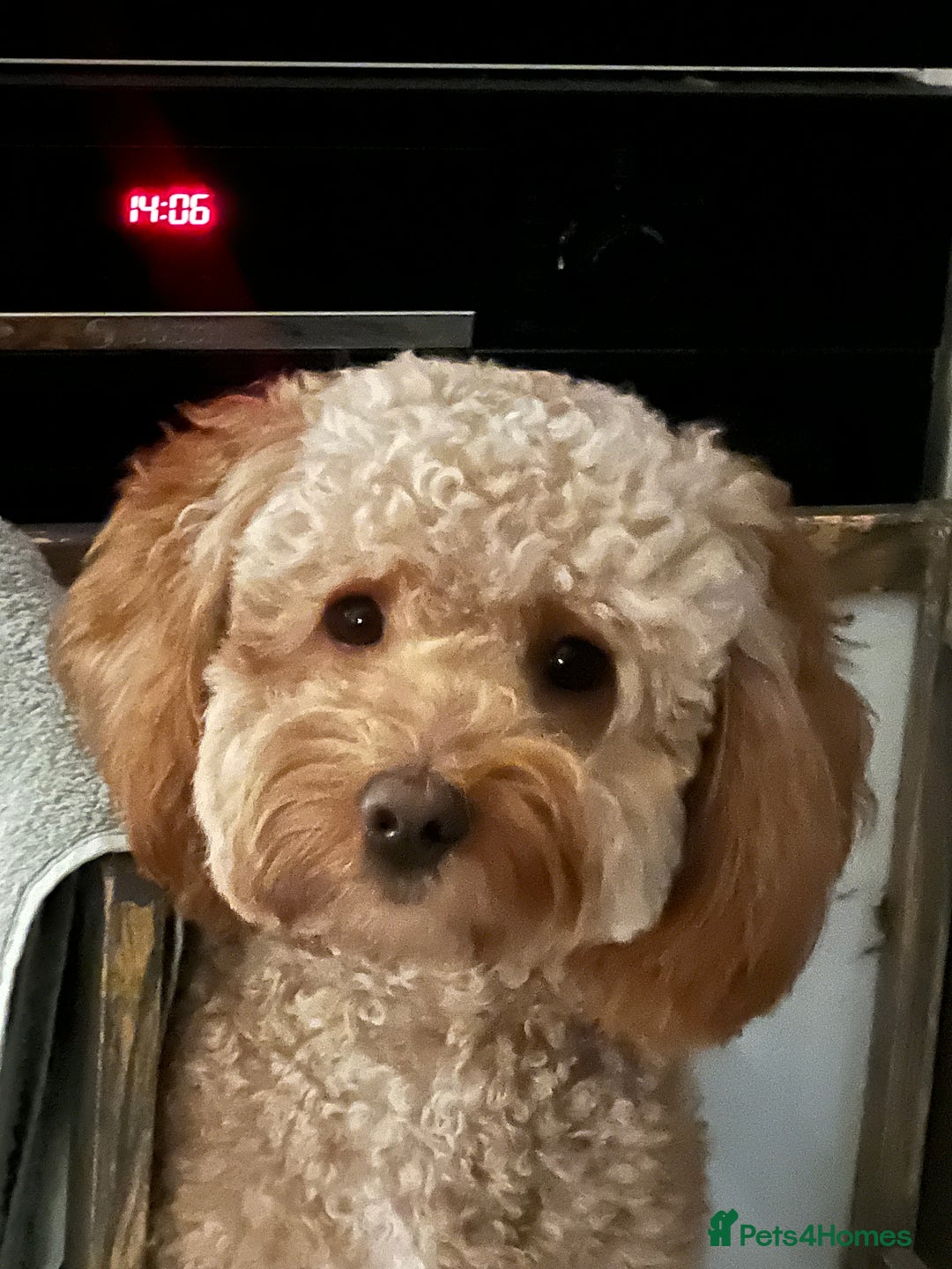 Cockapoo dogs for sale: Hello, future best friend! My name is Lucky! - Image 8
