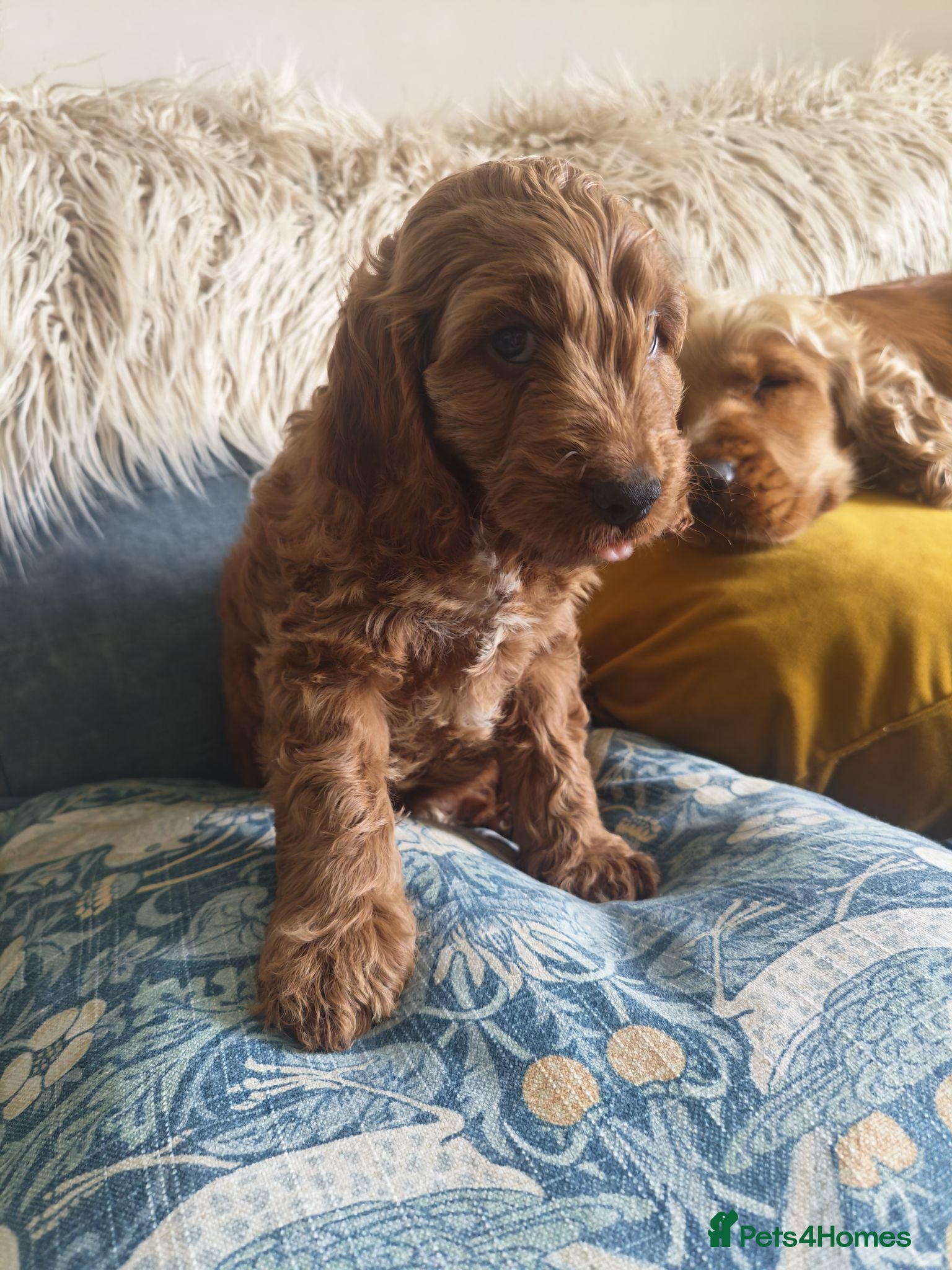 Cockapoo dogs 5* Licensed Breeder Cockapoo puppies F1 - Advert 15