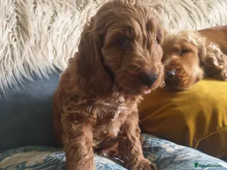 Cockapoo dogs 5* Licensed Breeder Cockapoo puppies F1 - Advert 15
