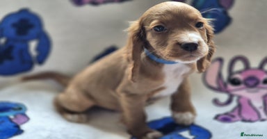 Cocker Spaniel dogs - Advert 11