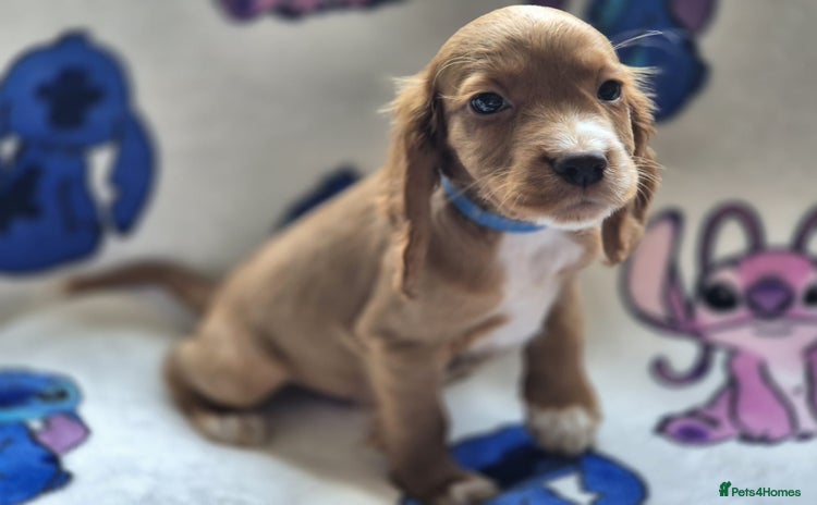 Cocker Spaniel dogs - Advert 1