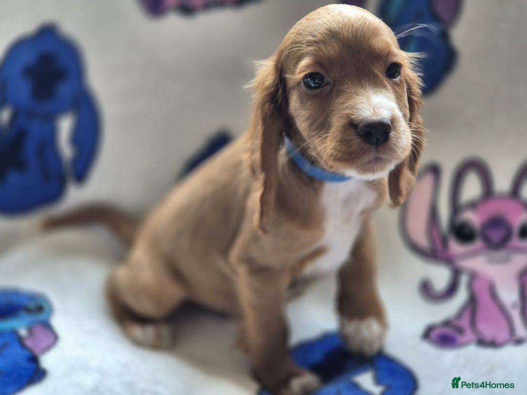 Cocker Spaniel dogs for sale: Working type cocker spaniels - last puppy! - Image 1