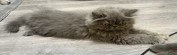 Persian cats for sale: Beautiful Persian Girl  - Advert 13