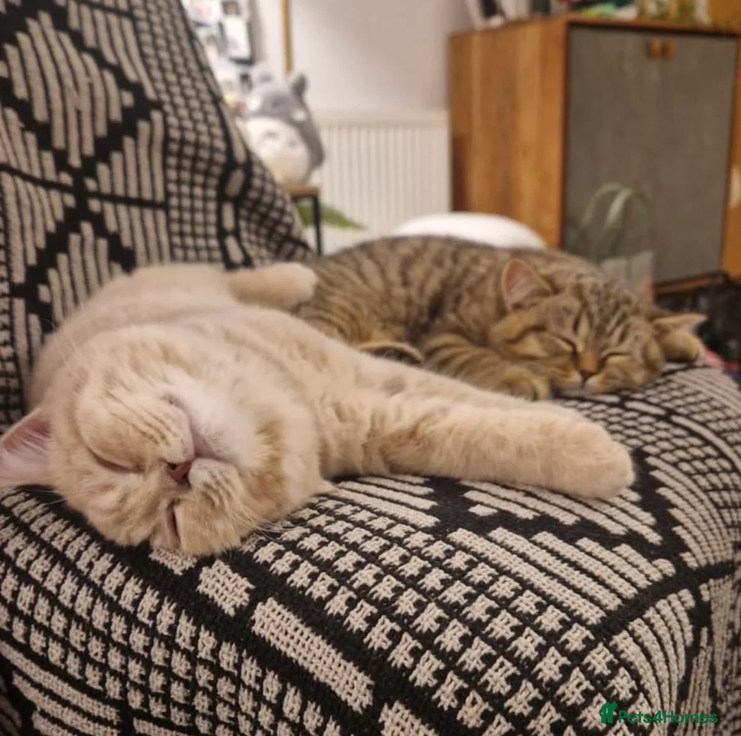 British Shorthair cats for sale: Pedigree tabby British shorthair lilac chocolate  - Advert 15