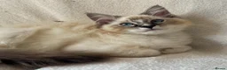 Ragdoll cats for sale: TICA Registered Males Available  - Advert 5