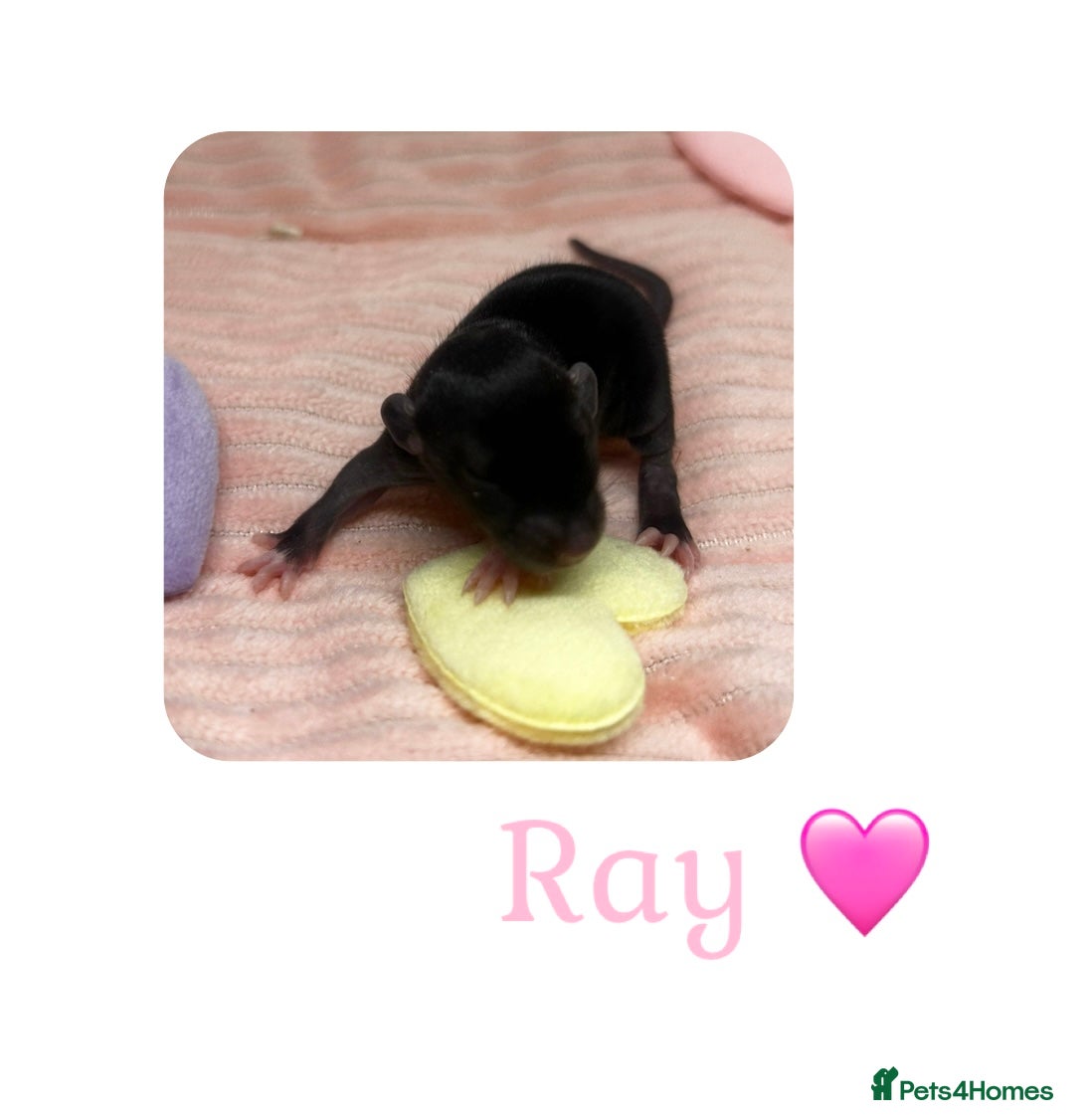 Rat rodents Baby Dumbo Rats  - Advert 11