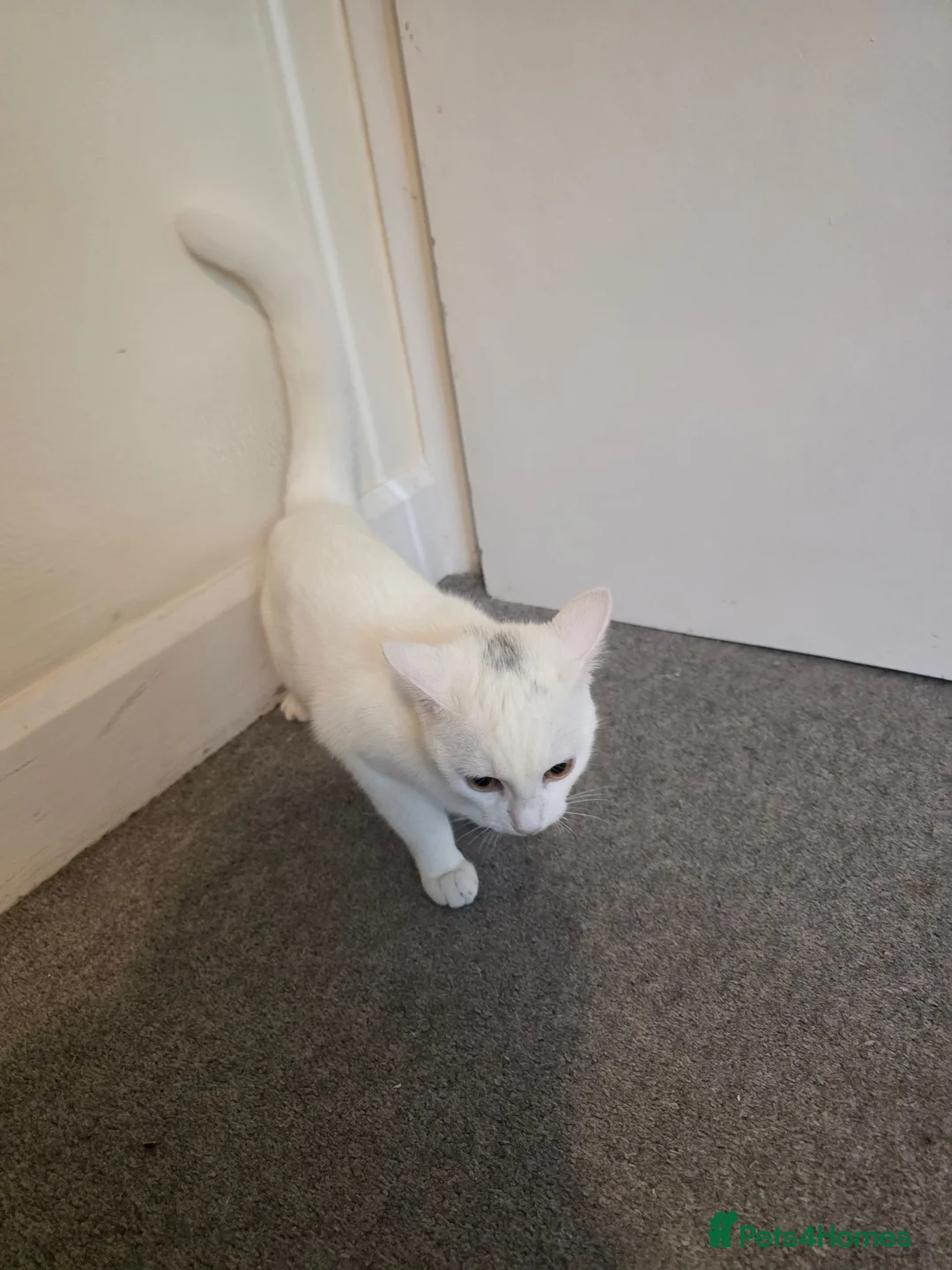 British Shorthair cats for sale: Cat for sale - Advert 7