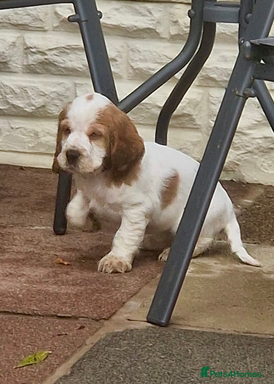 Cocker Spaniel dogs for sale: KC Registered Show Cocker Puppies  - Advert 13