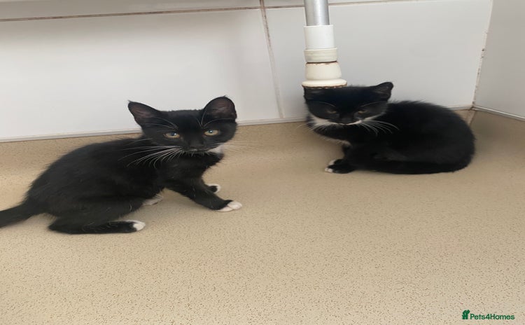 Mixed Breed cats - Advert 2