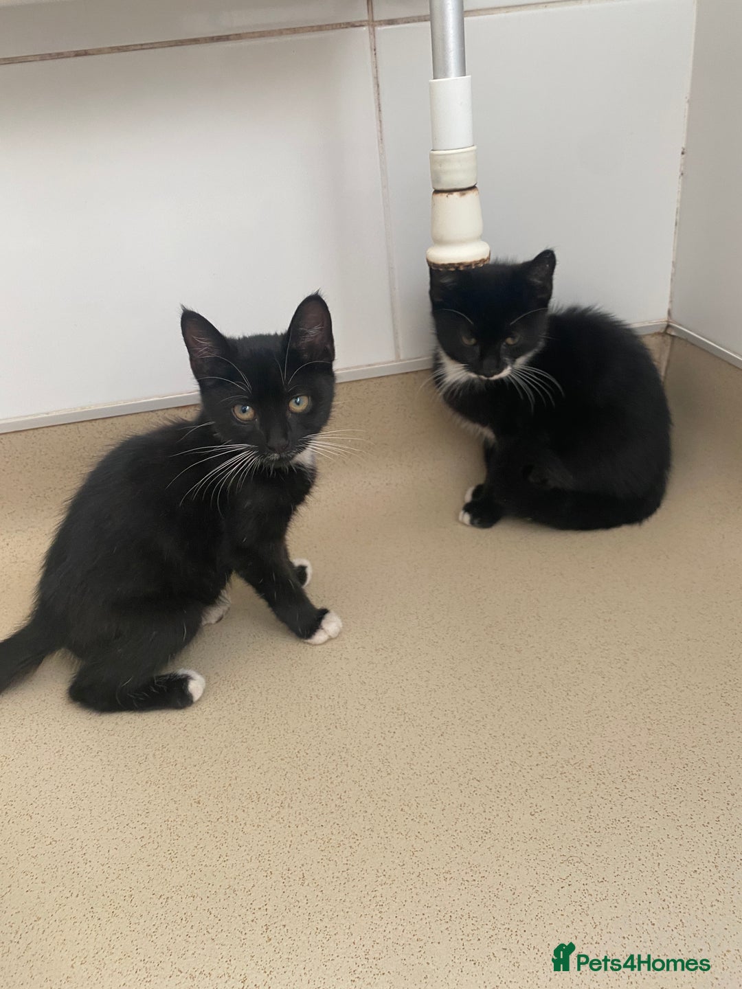 Mixed Breed cats for sale: Beautiful kittens ready now  - Image 1