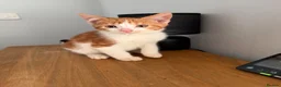 Mixed Breed cats for sale: Gorgeous kittens  - Advert 1
