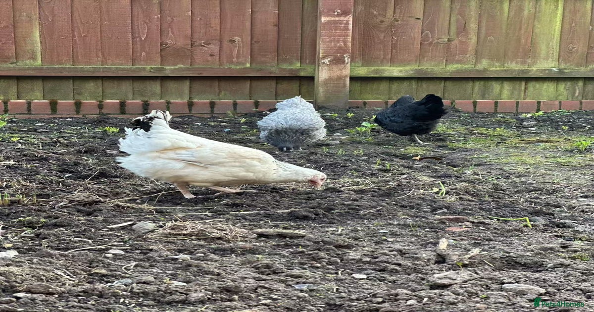 Hens poultry for sale in Liverpool for sale in Liverpool Pets4Homes