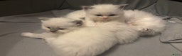 Ragdoll cats for sale: Cuddle-Ready Pedigree Ragdoll Kittens  - Advert 6