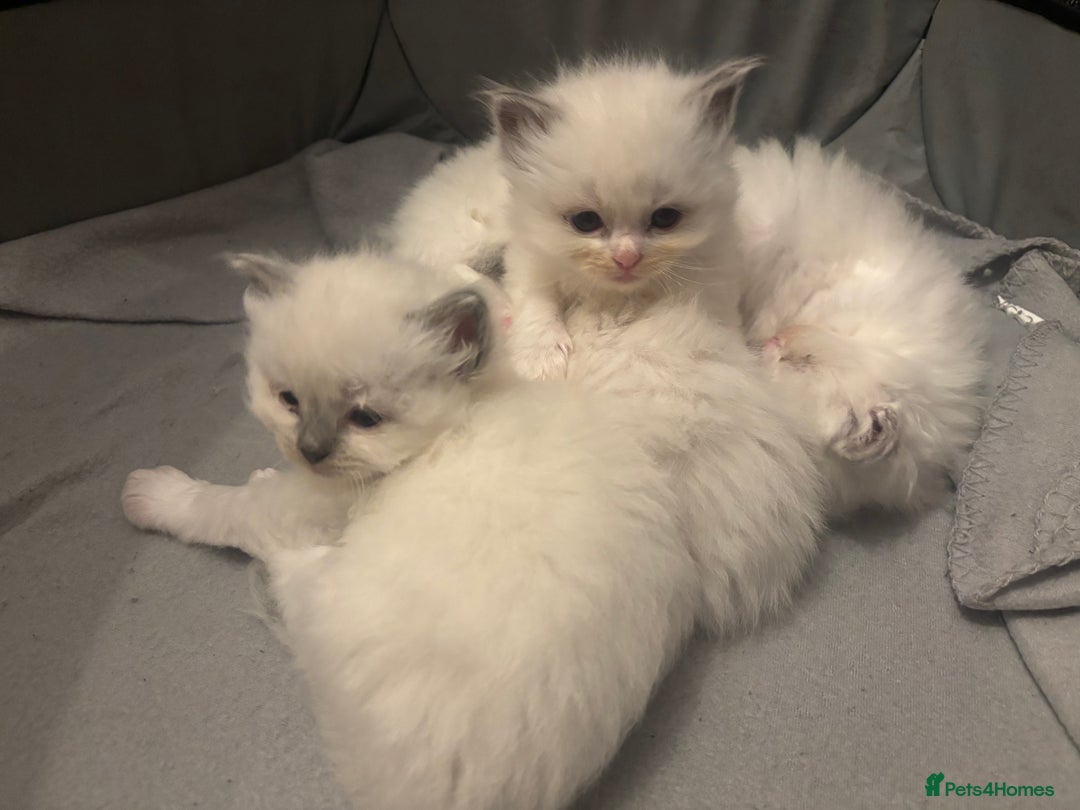 Ragdoll cats for sale: Cuddle-Ready Pedigree Ragdoll Kittens  - Advert 6