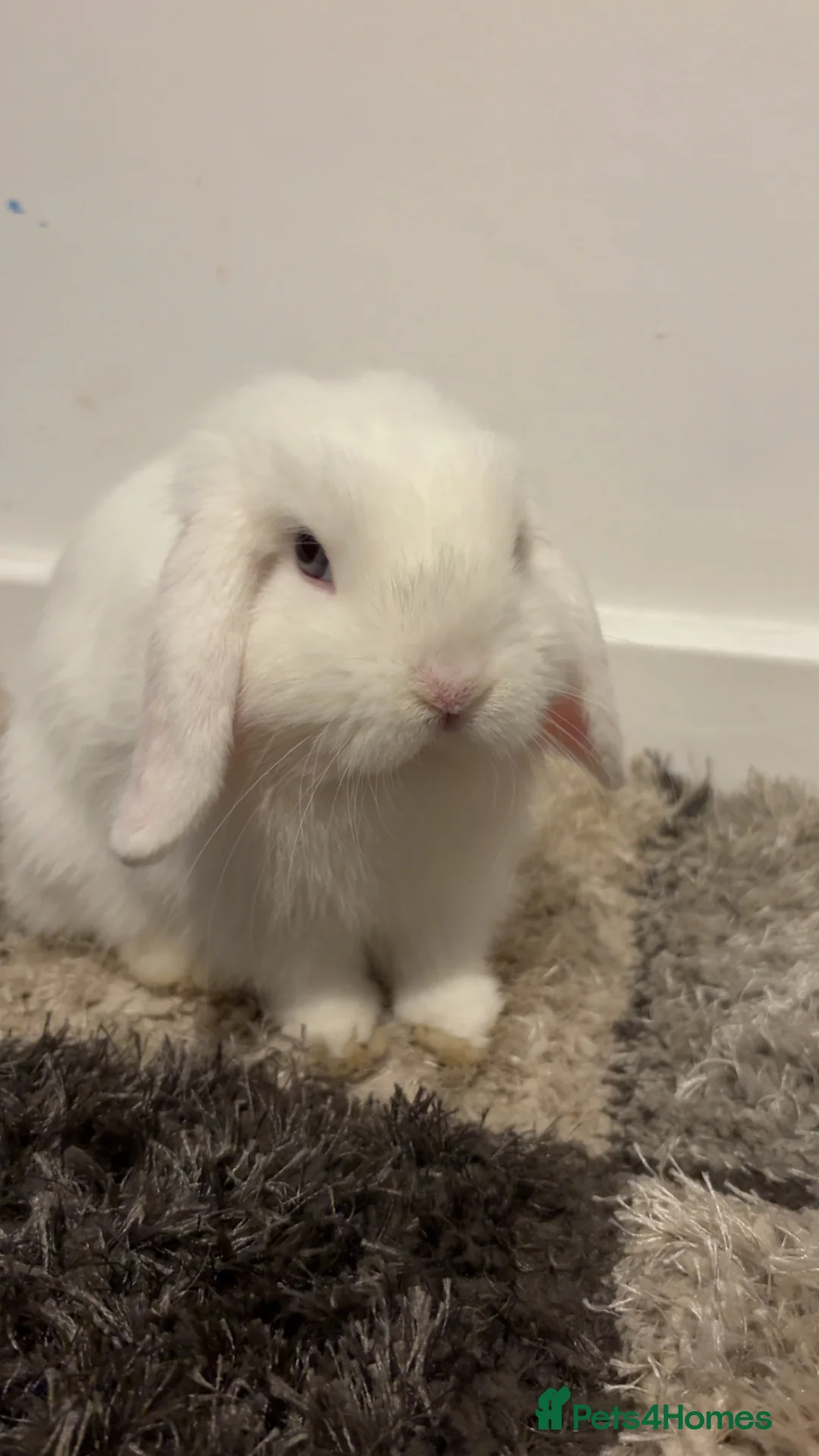 Mini Lop rabbits for sale: Louie in Sunderland - Advert 2