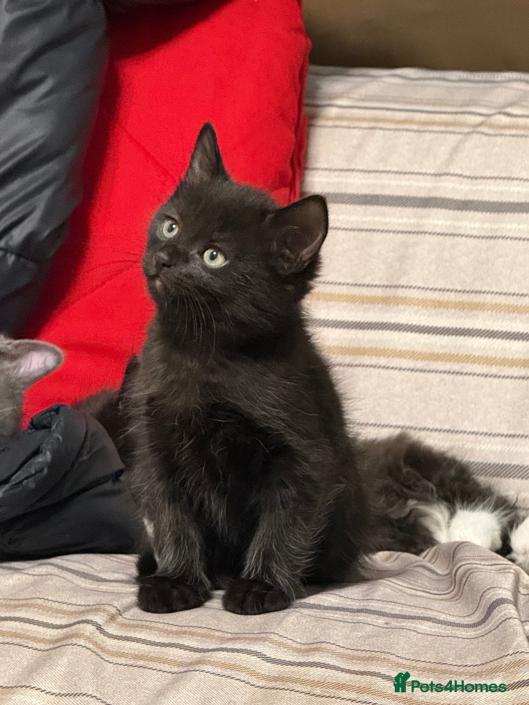 Maine Coon cats for sale: Half Mainecoon and Half British Shorthair  - Advert 17