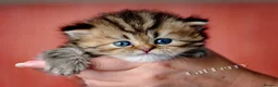 Persian cats for sale: Persian Chinchilla Kittens  - Advert 8