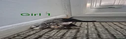 Norwegian Forest Cat cats for sale: Gorgeous Norwegian Forest kittens - Advert 4