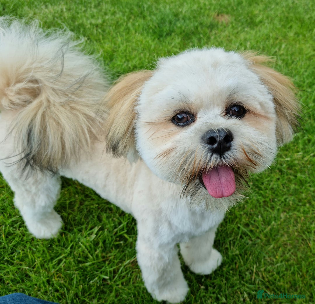 Lhasa Apso dogs for stud: Gorgeous proven KC registered Cooper for **stud** in Pontefract - Image 10