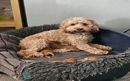 Cockapoo dogs for sale: Cockapoos F1b  - Image 1