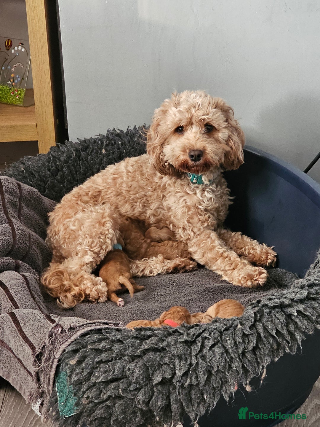 Cockapoo dogs for sale: Cockapoos F1b  - Image 1