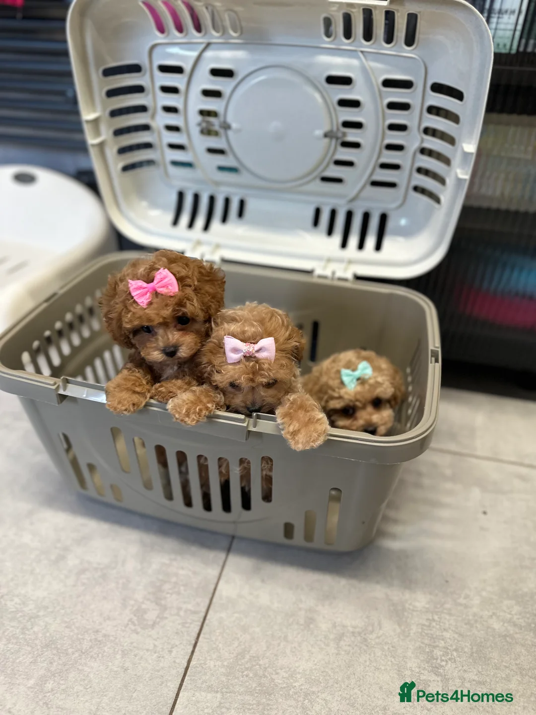 Toy Poodle dogs for stud: Stunning true to type Asian toy poodle in Lanark - Advert 14